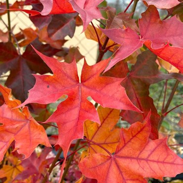 тихоокеанский закат